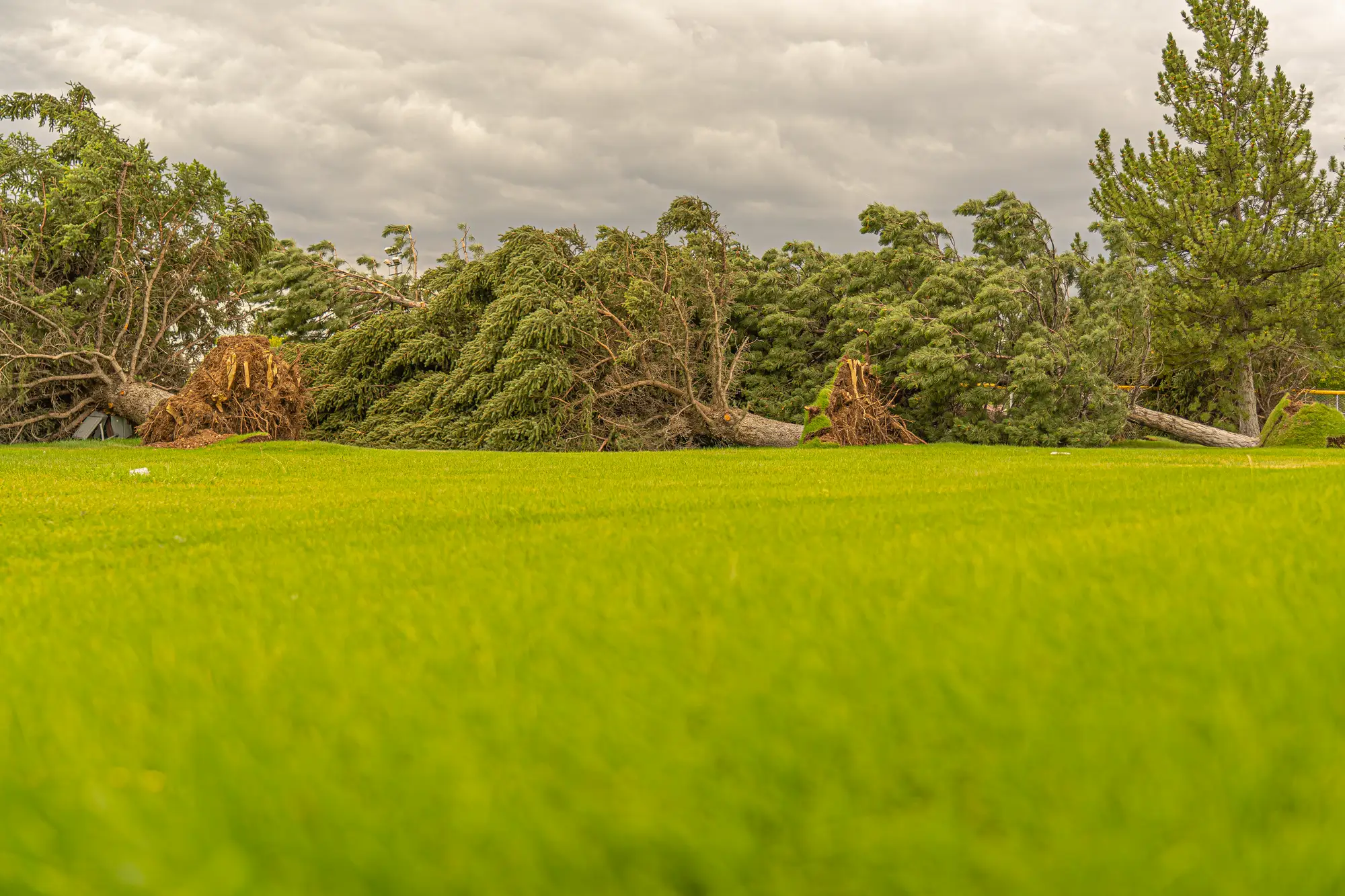 Pines torn out by the roots and lying in a row along the edge of a field under a low grey sky